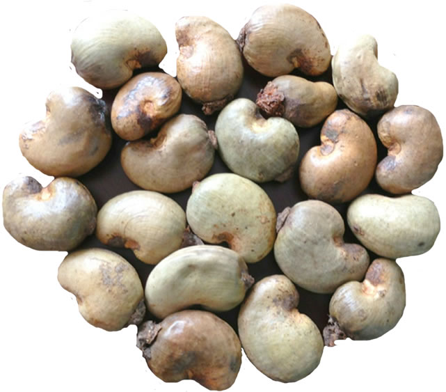 Raw Cashew Nuts